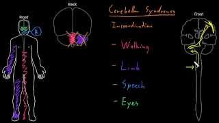 Syndrome Cerebellar syndromes [upl. by Akimit402]