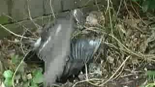 Sparrowhawk attacks a Magpie in Sussex [upl. by Naoh]