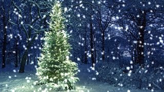 10 Hours Snowfall on Christmas Tree in the Woods  Video amp Audio 1080HD SlowTV [upl. by Newhall66]