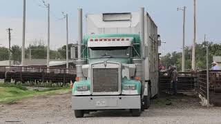 Loading cattle at Hollis Livestock Commission [upl. by Eeuqram]