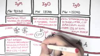 Immunology  Antibodies Function [upl. by Laurentia960]