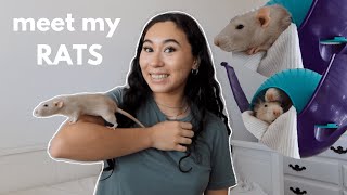 MEET MY PET RATS rat update  fancy rat care for beginners [upl. by Koeninger21]