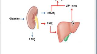 Role of kidney in acid base balance [upl. by Rawna]