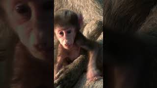 Life of Baboonsquot Untold Stories About Baboons [upl. by Sydelle]