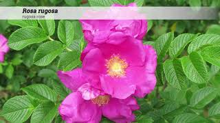 rugosa rose Rosa rugosa [upl. by Assetak]