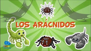 LOS ARÁCNIDOS Animales invertebrados  Vídeos educativos para niños [upl. by Helfant856]