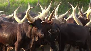 ANKOLE LONG HORNED CATTLE AT SUN RAISE [upl. by Margarete]