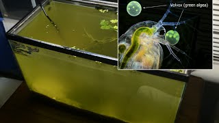 Raising Daphnia for the Freshwater Aquarium [upl. by Solahcin]