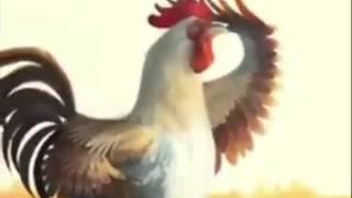 Quando un Gallo ti sveglia [upl. by Berkly]