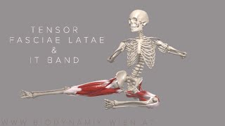 Tensor Fasciae Latae amp IT Band Basics 4k Animation [upl. by Roosevelt]