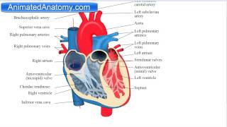 Heart Anatomy And Function [upl. by Anasxor]