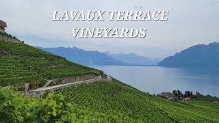 Lavaux Terrace Vineyards  Switzerland [upl. by Tod]