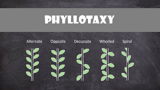 Types of Phyllotaxy  Plant Biology [upl. by Prestige]