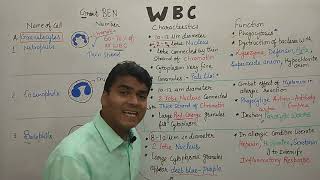 WBC in Hindi  White blood cell Structure amp Function Part 1  Granulocyte   NEET Biology  GPAT [upl. by Shayna]