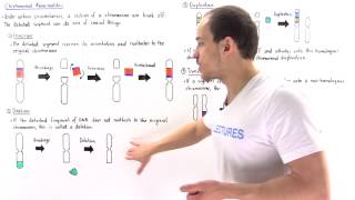 Chromosomal Deletion Inversion Duplication and Translocation [upl. by Dorisa528]