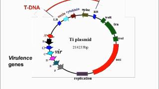 Agrobacterium Mediated Transformation [upl. by Labors]