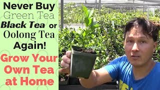 Never Buy Green Black or Oolong Tea Again How to Grow Your Own Tea at Home [upl. by Jadda]