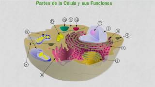 Partes de la Célula y sus Funciones [upl. by Kcirdorb]