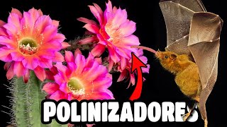 🐝¿Por qué los POLINIZADORES son tan IMPORTANTES 🦇🐦🐝 [upl. by Terry]