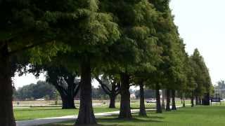 Bald cypress trees in Louisiana landscapes [upl. by Mable31]