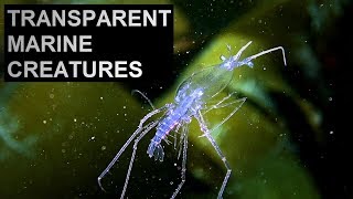 LOBSTER PHYLLOSOMA LARVAE  Transparent marine creatures  Crustacean metamorphoses [upl. by Iren]