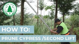 How To Prune Cypress  Second Lift [upl. by Bedell]