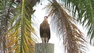 Crested Caracaras of Palm Beach Florida [upl. by Yorick]