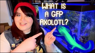 What is a GFP Axolotl [upl. by Aisitel797]