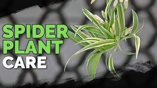 Spider Plant Care How To Grow Chlorophytum Comosum [upl. by Goodhen]