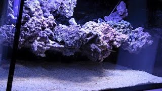 The floating reef aquascape tutorial by coral gardens EN [upl. by Royden317]