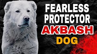 Akbash Dog Fearless Protectors [upl. by Cira]