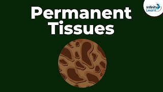 What are Permanent Tissues  Dont Memorise [upl. by Ihcur]