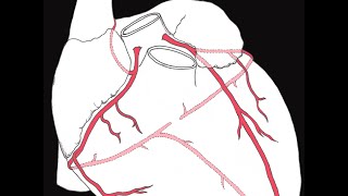 The Heart Part 1  Under Pressure Crash Course Anatomy amp Physiology 25 [upl. by Colpin]