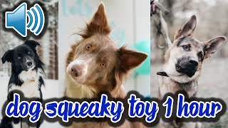 Dog Squeaky Toy Sound 1 Hour Dog Squeaky Noise Squeaky Toy Sound Dog Tilt Sound 1 Hour Dog Toy Noise [upl. by Black101]