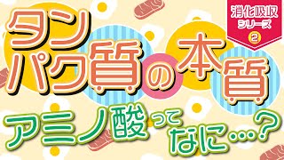 【タンパク質】の本質～アミノ酸ってなに？～ 消化吸収シリーズ②（再アップ） [upl. by Shelby]