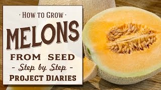 ★ How to Grow Melons from Seed A Step by Step Guide [upl. by Ytsrik]