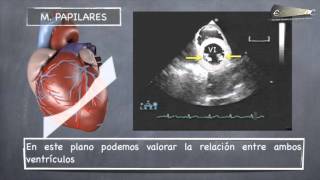 PLANOS ECOCARDIOGRÁFICOS [upl. by Alhahs]