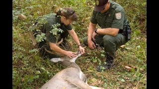 EHD Virus in Deer How to Detect and Report [upl. by Aidahs726]