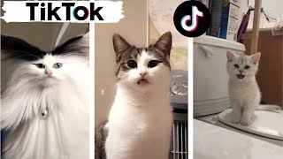 Cats being CATS  Try Not to Laugh  TIK TOK  Funny Cats Compilation TikTok [upl. by Akemor449]