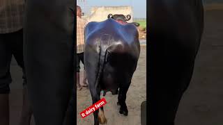 मुर्रा भैंस rs70000 buffalo [upl. by Gide]