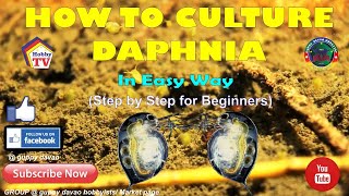 HOW TO CULTURE DAPHNIA In Easy Way [upl. by Macguiness]