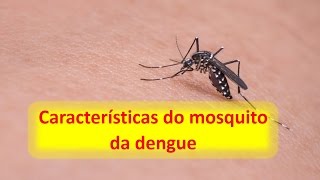 Características do Mosquito da Dengue [upl. by Gavrilla]