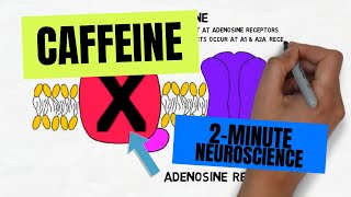 2Minute Neuroscience Caffeine [upl. by Aititil]