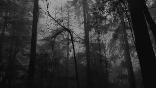 Relaxing Foggy Forest Virtual Drive  Rain Storm and Thunder Sounds [upl. by Arahat]