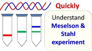 Meselson and Stahl experiment [upl. by Laspisa]