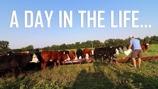 A Day In the Life of A Cattle Farmer [upl. by Goss481]