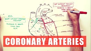 Cardiac Veins  Anatomy tutorial [upl. by Schulman687]