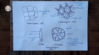 How To Draw Parenchyma Collenchyma amp Sclerenchyma Plant Tissue in simple way [upl. by Dyl]