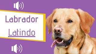 Labrador Latindo BRAVO  Latindo alto [upl. by Alien829]