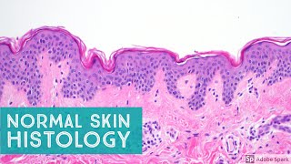 Normal Skin Histology  Explained by a Dermatopathologist [upl. by Natal]